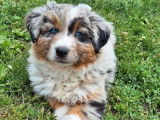 2 chiots Berger Australien LOF à vendre, 1 mâle et 1 femelle bleu merle