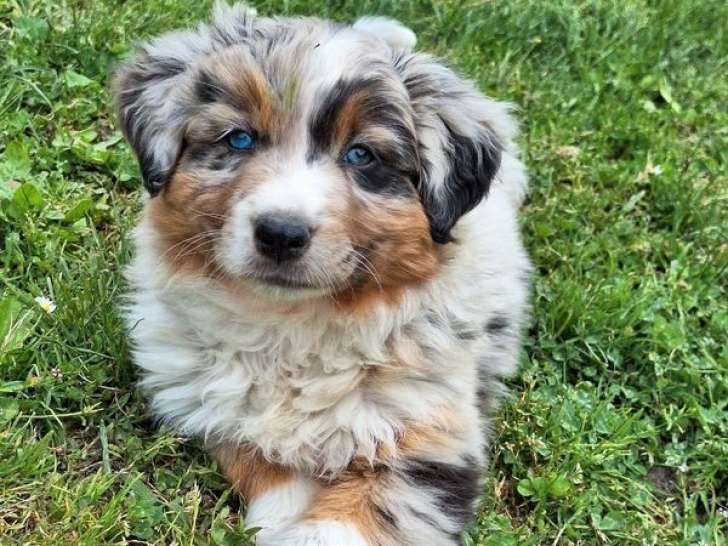 2 chiots Berger Australien LOF à vendre, 1 mâle et 1 femelle bleu merle
