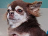 Retraité d’élevage Chihuahua LOF femelle chocolat et tan à vendre
