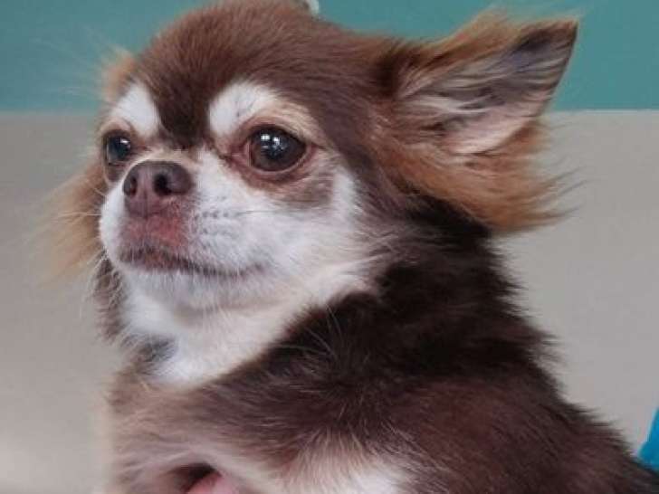 Retraité d’élevage Chihuahua LOF femelle chocolat et tan à vendre
