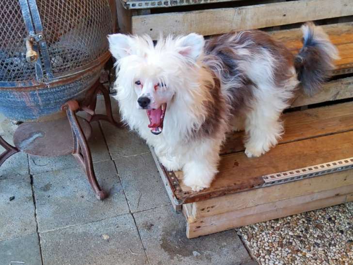 Chien Chinois mâle à la fourrure magnifique à vendre
