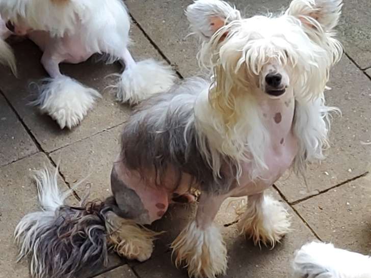 Chien Chinois  houpettes mâle castré.