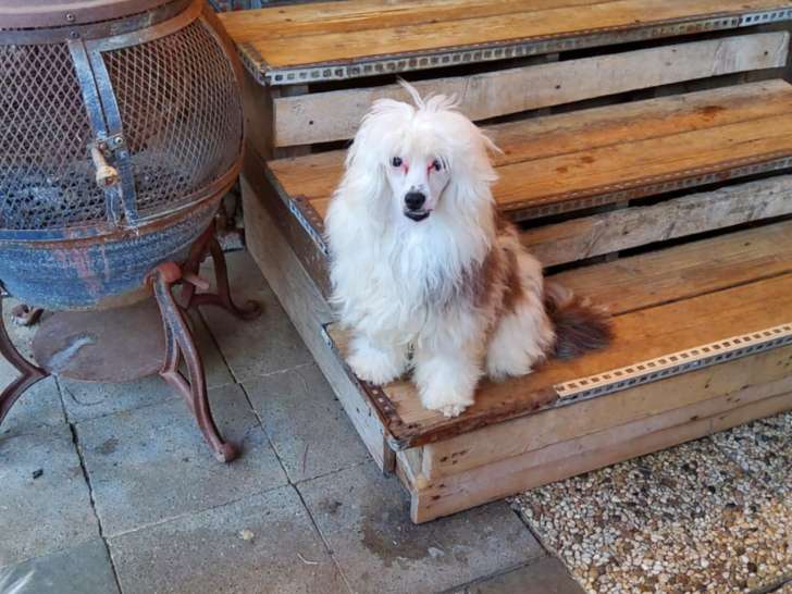 Chien Chinois  houpettes mâle castré.