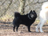 1 chien mâle Schipperke LOF confirmé, né en mars 2020 à placer