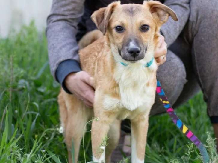 Chiot femelle de 7 mois en attente d'une famille