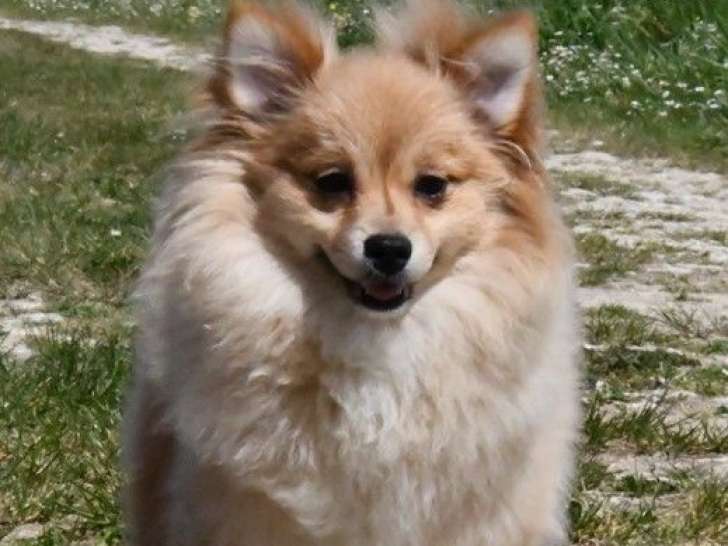 Chiots mâles Spitz Petit à vendre