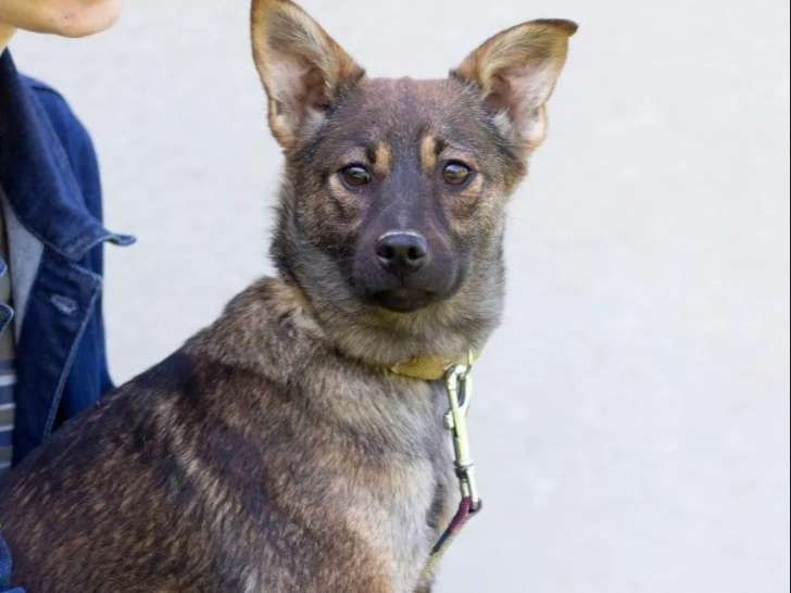 Chiot femelle bringé à accueillir
