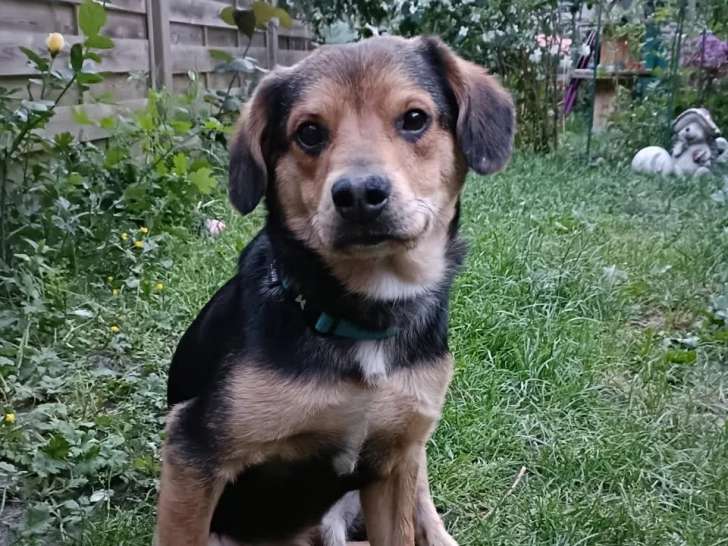 Chiot mâle noir et feu en quête d'un foyer