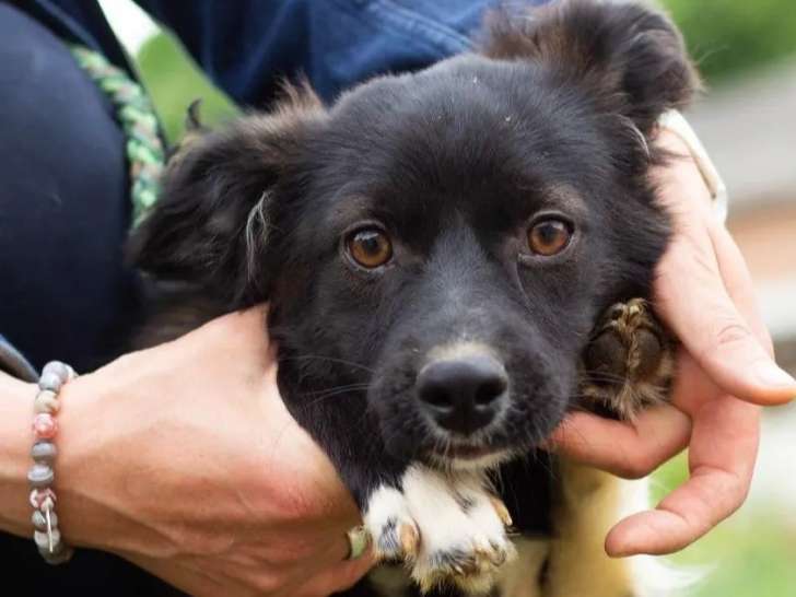 Adoption disponible : chiot femelle noir avec marque blanche