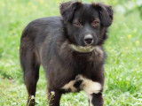 Adoption disponible : chiot femelle noir avec marque blanche