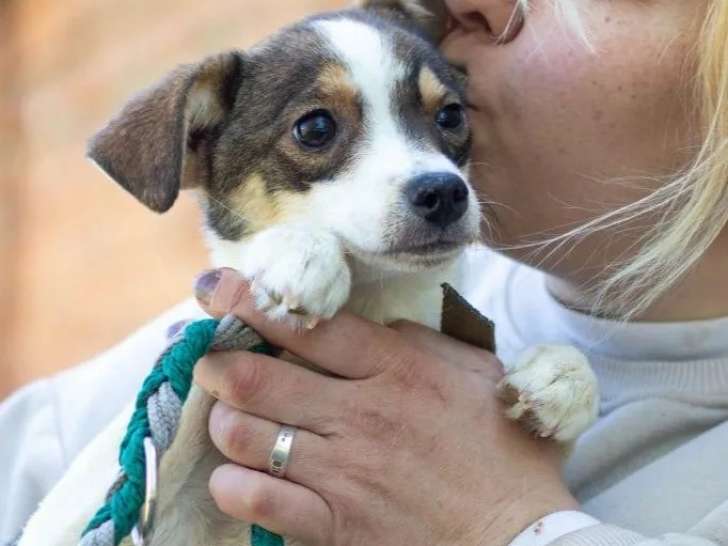 Chiot femelle de 8 mois à la recherche d'une famille