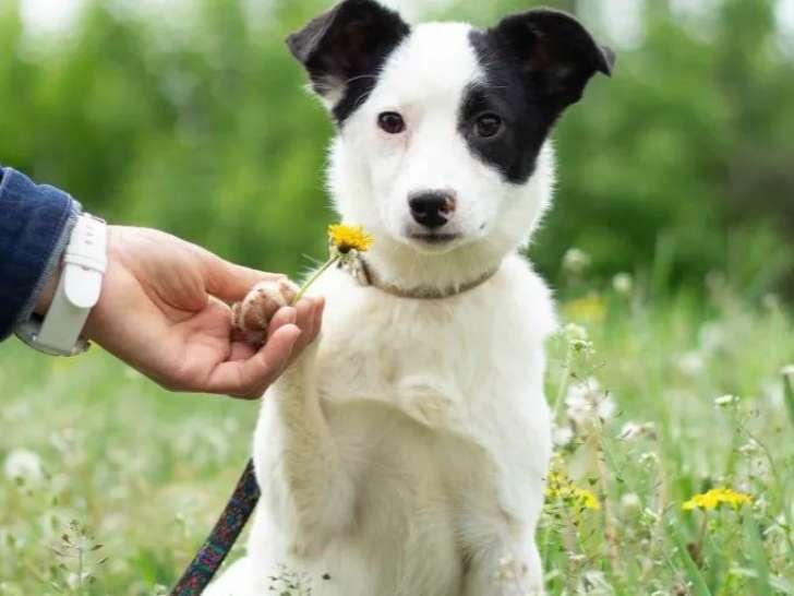 À adopter, chiot mâle de 8 mois