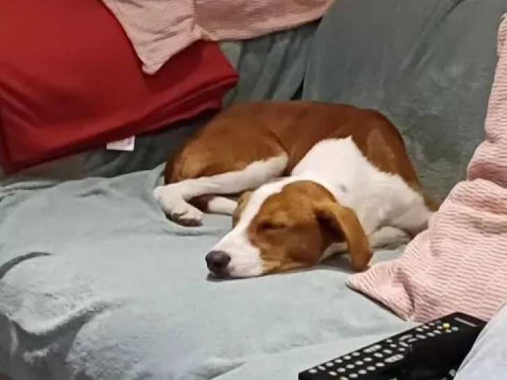 Disponible à l'adoption, chiot mâle marron et blanc
