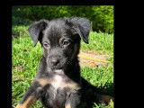 En attente d'adoption, chiot mâle noir