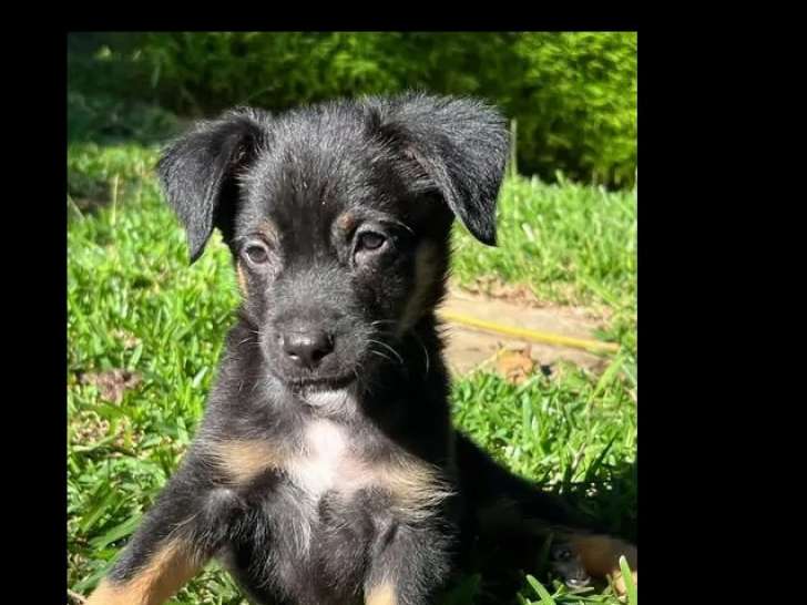 En attente d'adoption, chiot mâle noir