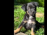 En attente d'adoption, chiot mâle noir