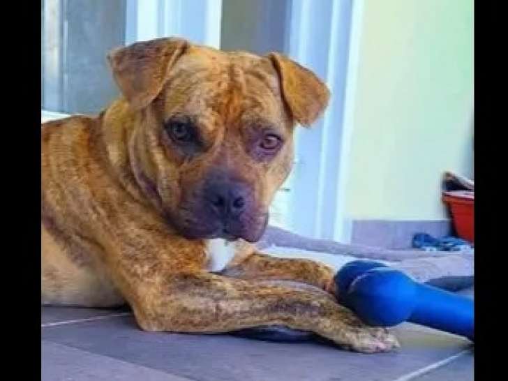 Prêt pour l’adoption : chien au pelage marron