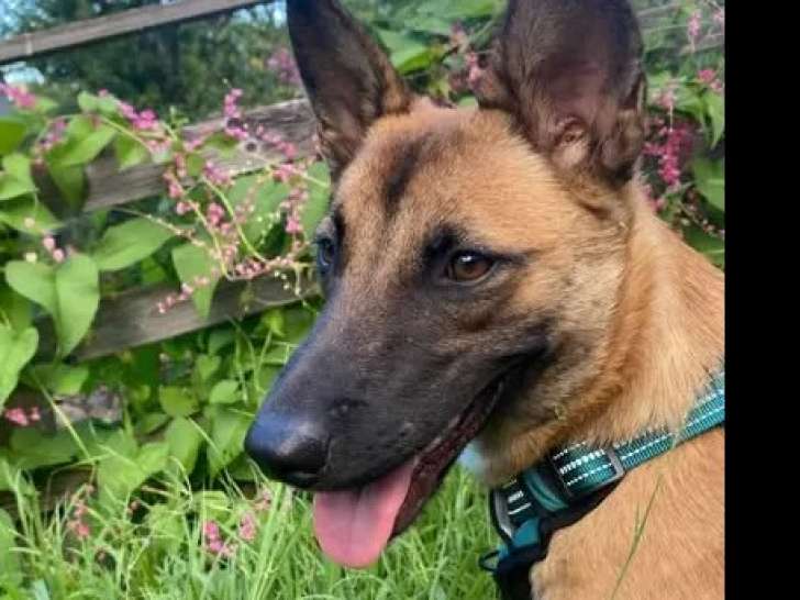À accueillir, chiot femelle Berger Malinois marron