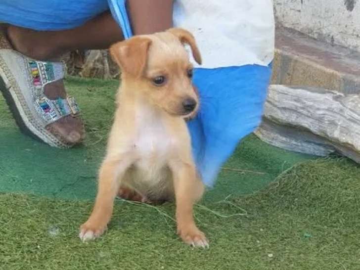 En quête d'un foyer, chiot mâle bringé