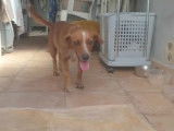 Adoption disponible : chienne marron