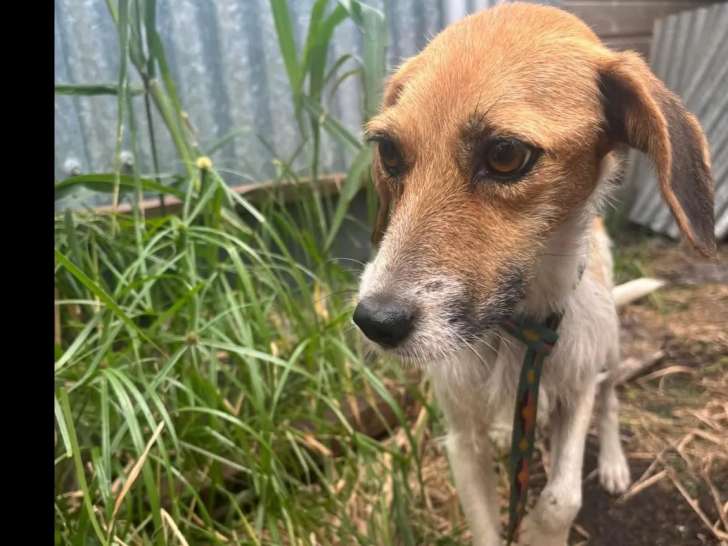 À la recherche d'un foyer, chienne fauve et blanche