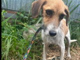 À la recherche d'un foyer, chienne fauve et blanche