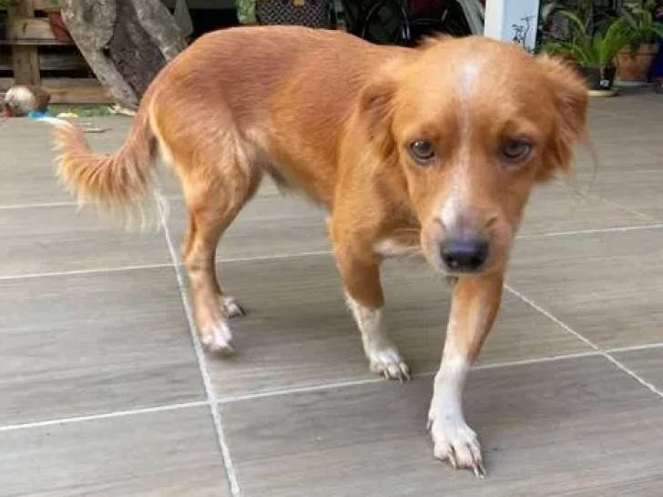 À adopter : chien fauve