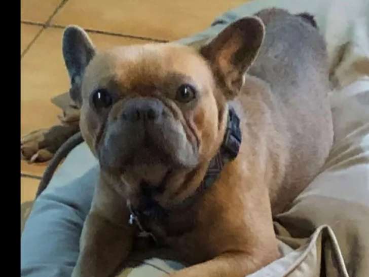 Disponible à l’adoption : chien âgé d'un an