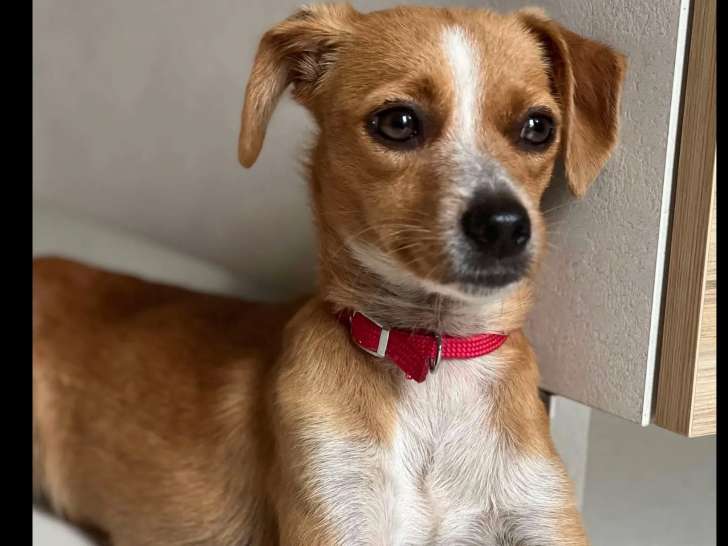 En attente d'adoption : chiot femelle marron et blanc