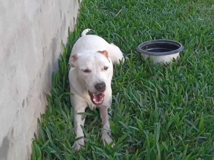 Prête pour l’adoption : chienne blanche