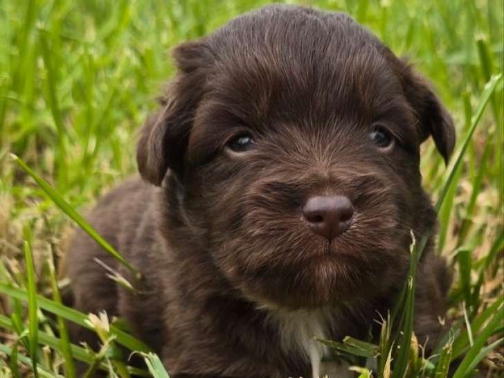 Chiots Berger Américain Miniature LOF à réserver, plusieurs couleurs disponibles