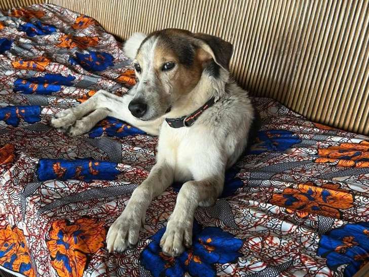 En attente d'une famille : chien tricolore