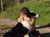 Ente d’une chienne Berger Australien LOF de 15 mois, douce et sensible