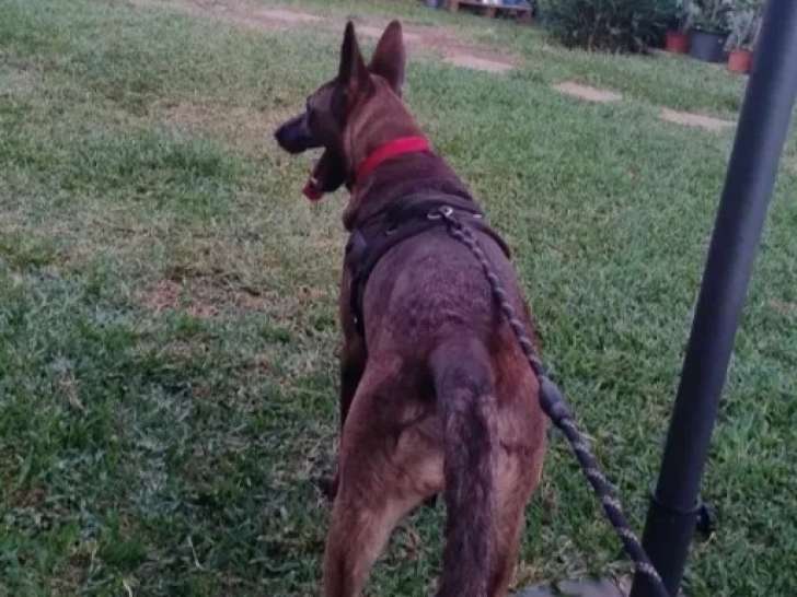 À accueillir : chienne Berger Malinois d’un an