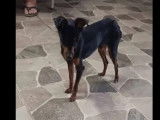 En quête d'un foyer : chien Pinscher Nain noir