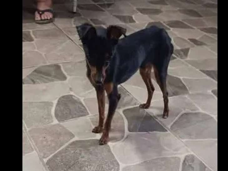 En quête d'un foyer : chien Pinscher Nain noir