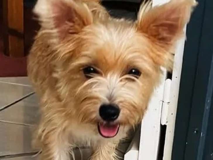 Adoption disponible : chienne Coton de Tuléar de 2 ans