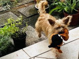 Adoption disponible : chienne Coton de Tuléar de 2 ans