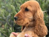 2 chiots Cocker mâles LOF couleur fauve à vendre