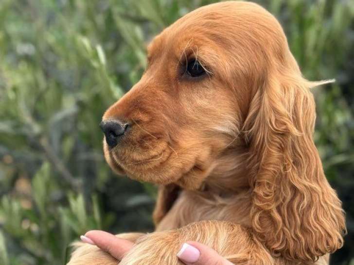 2 chiots Cocker mâles LOF couleur fauve à vendre