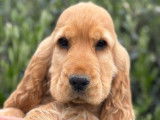 2 chiots Cocker mâles LOF couleur fauve à vendre