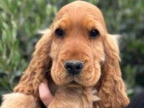 2 chiots Cocker mâles LOF couleur fauve à vendre
