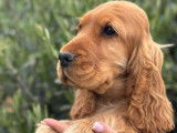 2 chiots Cocker mâles LOF couleur fauve à vendre