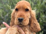 2 chiots Cocker mâles LOF couleur fauve à vendre