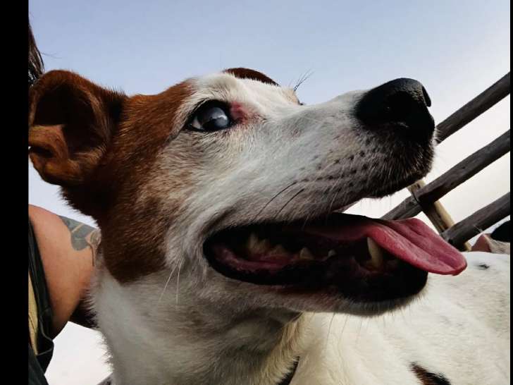 À la recherche d’une famille : chien Jack Russell de 5 ans