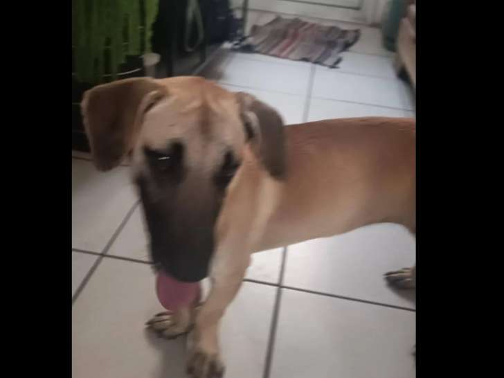 Chien marron à adopter