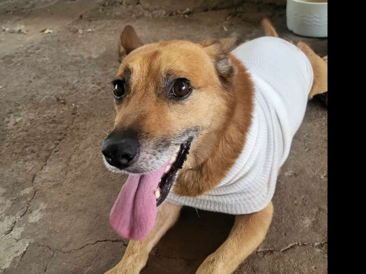 Chien âgé de 7 ans disponible à l'adoption