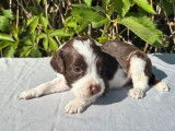 Réservation ouverte pour 4 chiots femelles Springer Spaniel LOF d’avril 2025