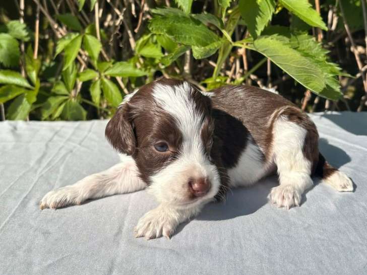 Réservation ouverte pour 4 chiots femelles Springer Spaniel LOF d’avril 2025