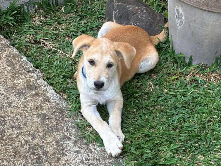 Chiot mâle beige prêt pour l'adoption